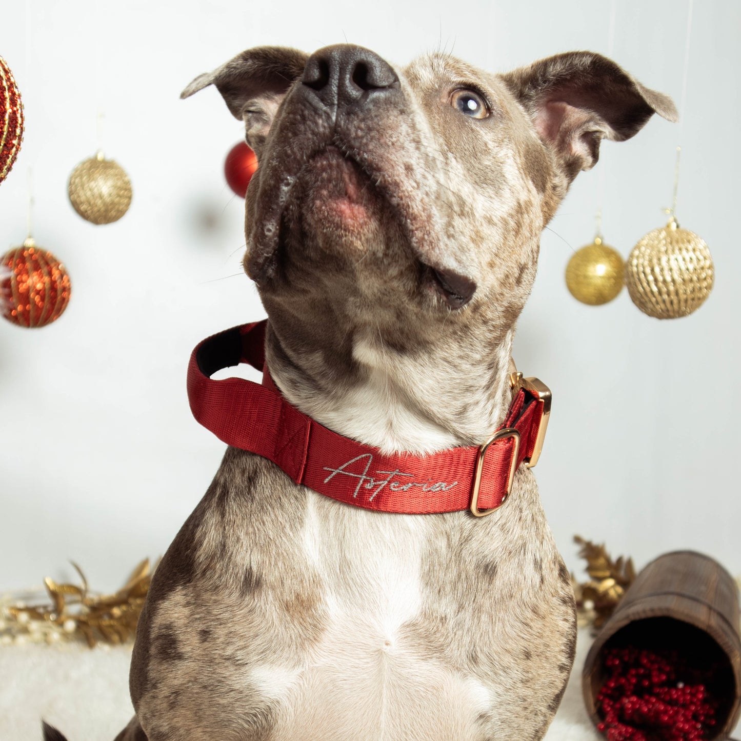 Collar Táctico Deluxe ancho con asa - Rojo Vino