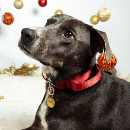 Collar Táctico Deluxe ancho con asa - Rojo Vino