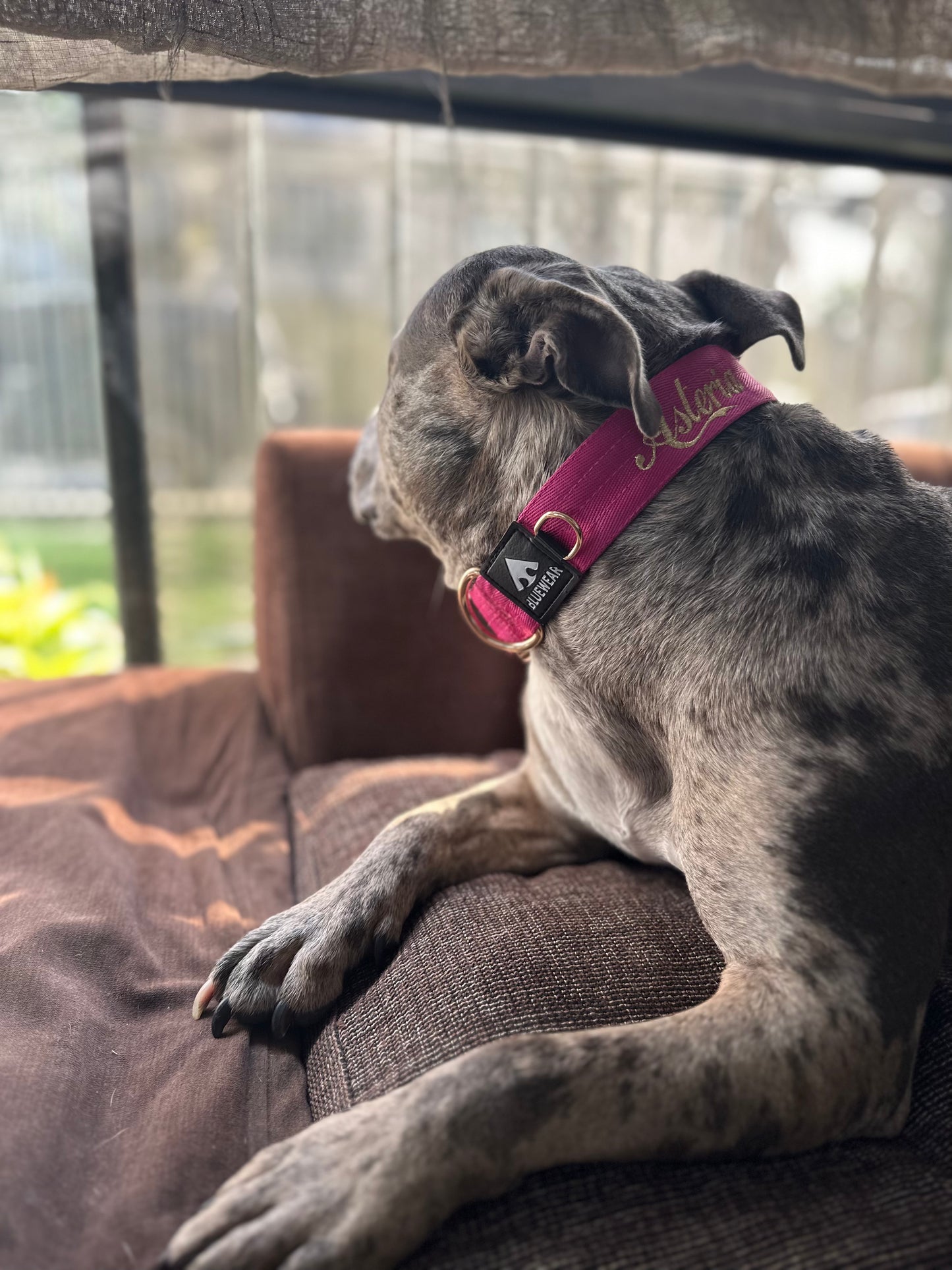 Collar Deluxe ancho - Fucsia