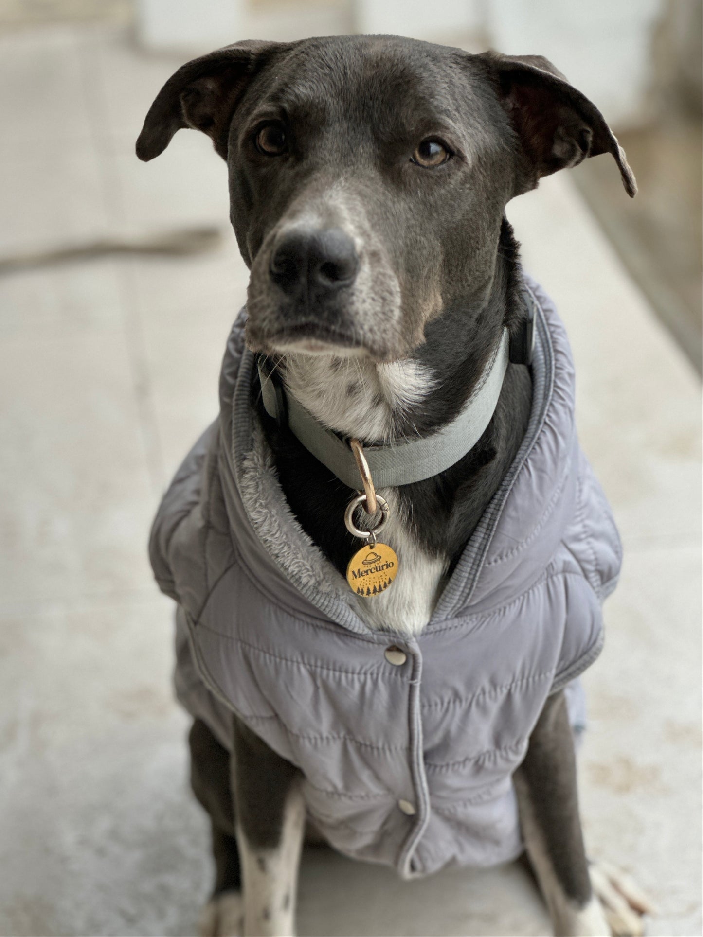 Plaquita de identificación - Colección Naturaleza