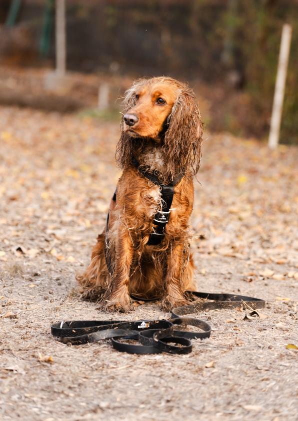 Correa larga impermeable -  Negro