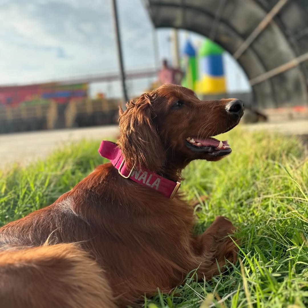 Collar Deluxe ancho - Fucsia