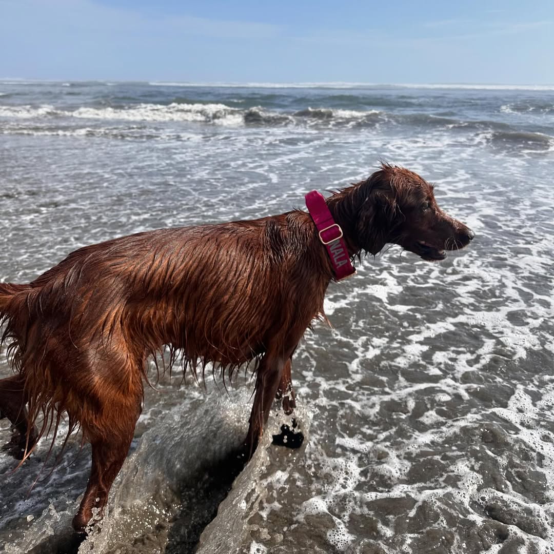 Collar Táctico Deluxe ancho con asa - Fucsia