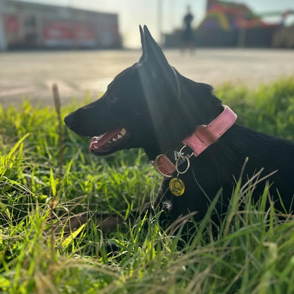 Plaquita de identificación  - Colección Astros y estrellas