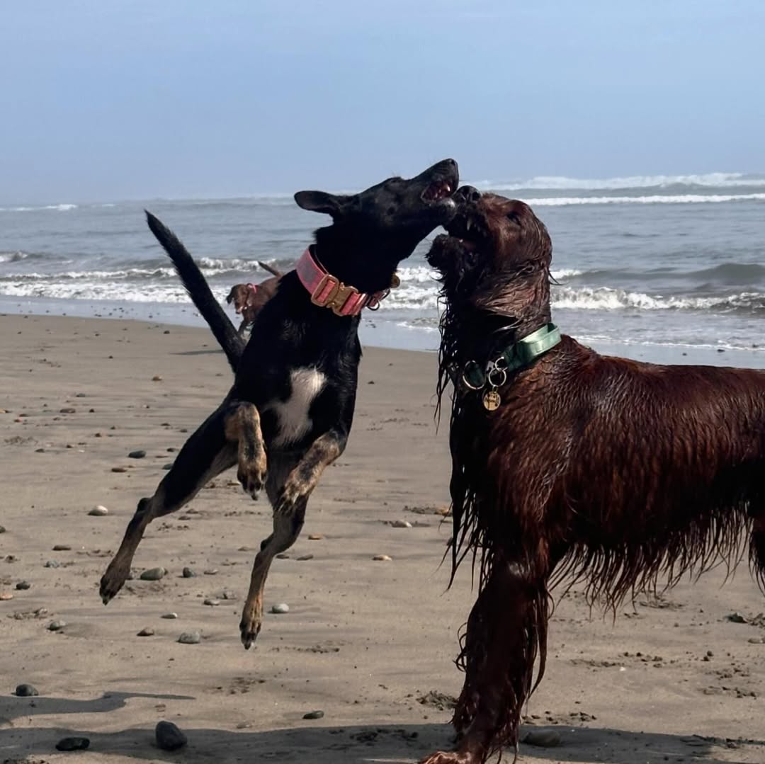 Collar Táctico Deluxe ancho con asa - Menta