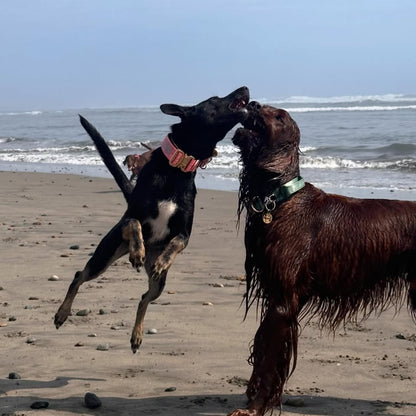 Collar Táctico Deluxe ancho con asa - Menta