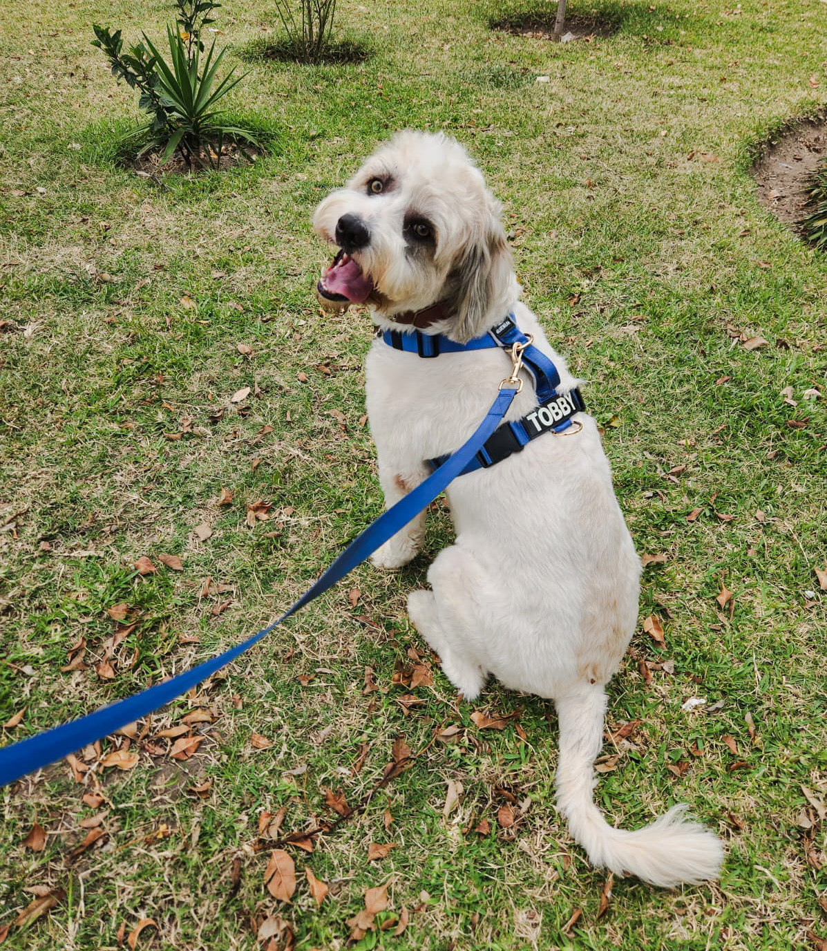 Correa clásica - Color Azul Acero