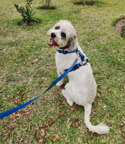 Correa clásica - Color Azul Acero