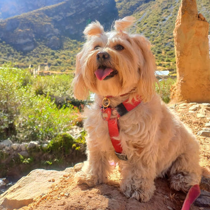 Arnés clásico - Fucsia