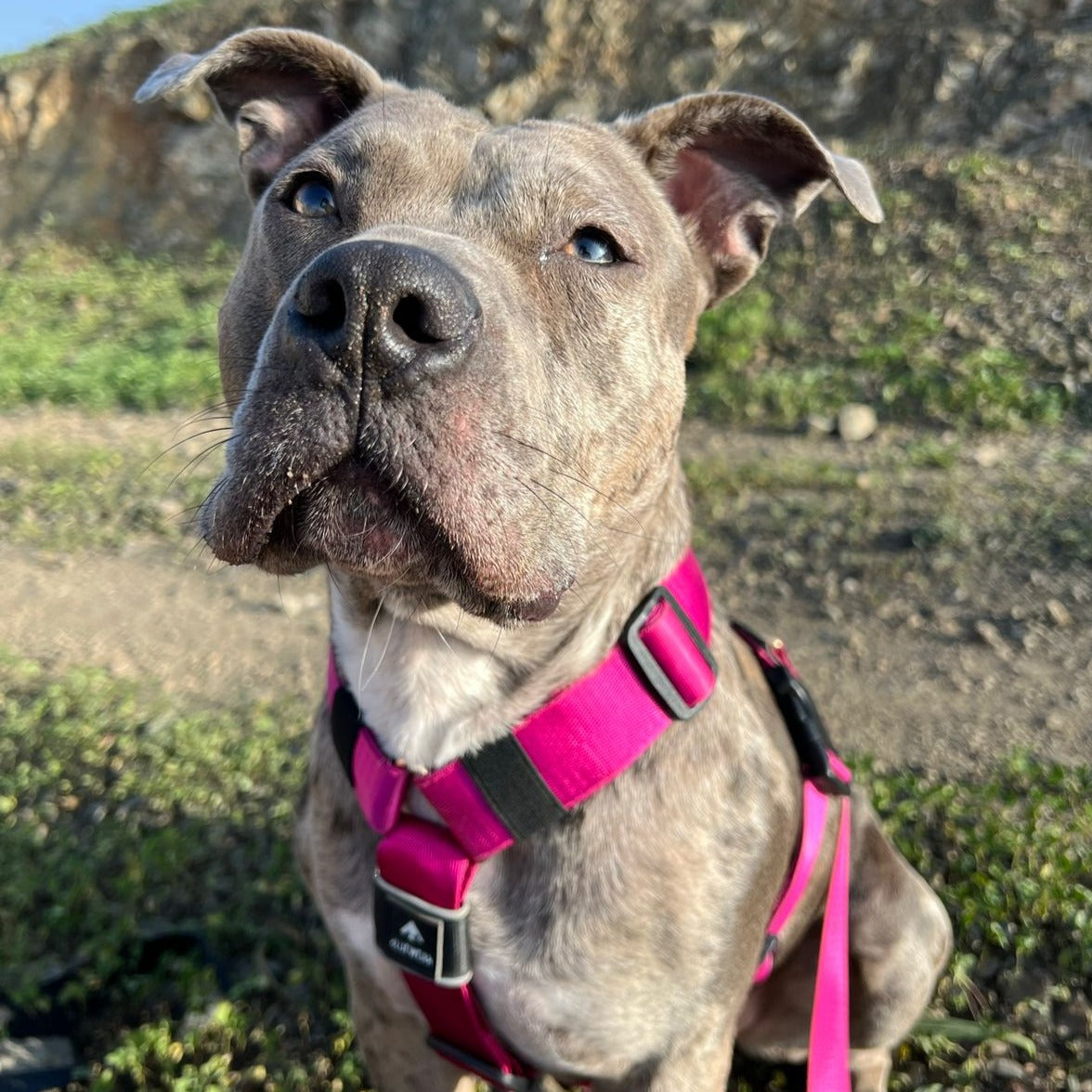 Arnés clásico - Fucsia