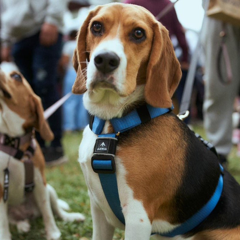 Arnés clásico - Azul acero