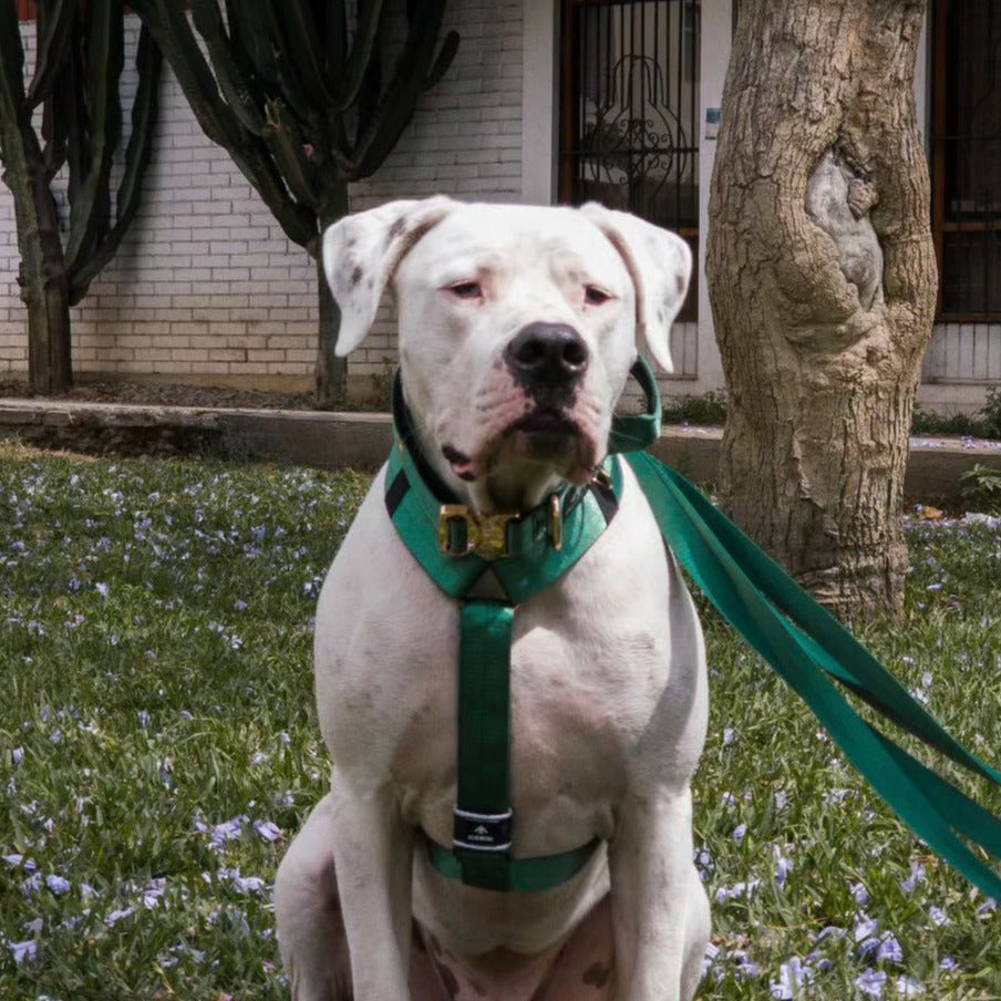 Collar Táctico Deluxe ancho con asa - Esmeralda