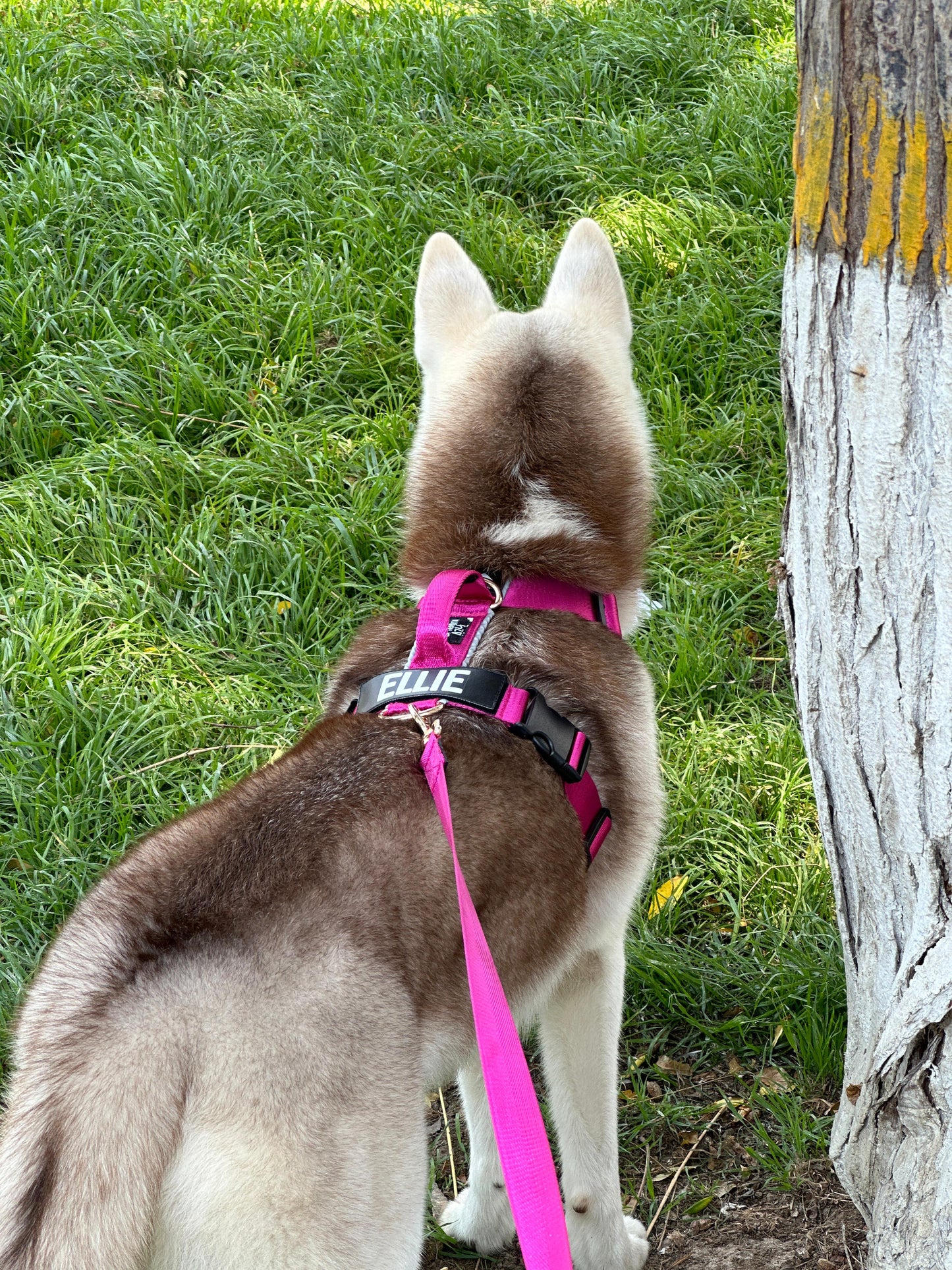 Correa clásica - Color Fucsia