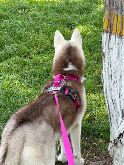 Correa clásica - Color Fucsia