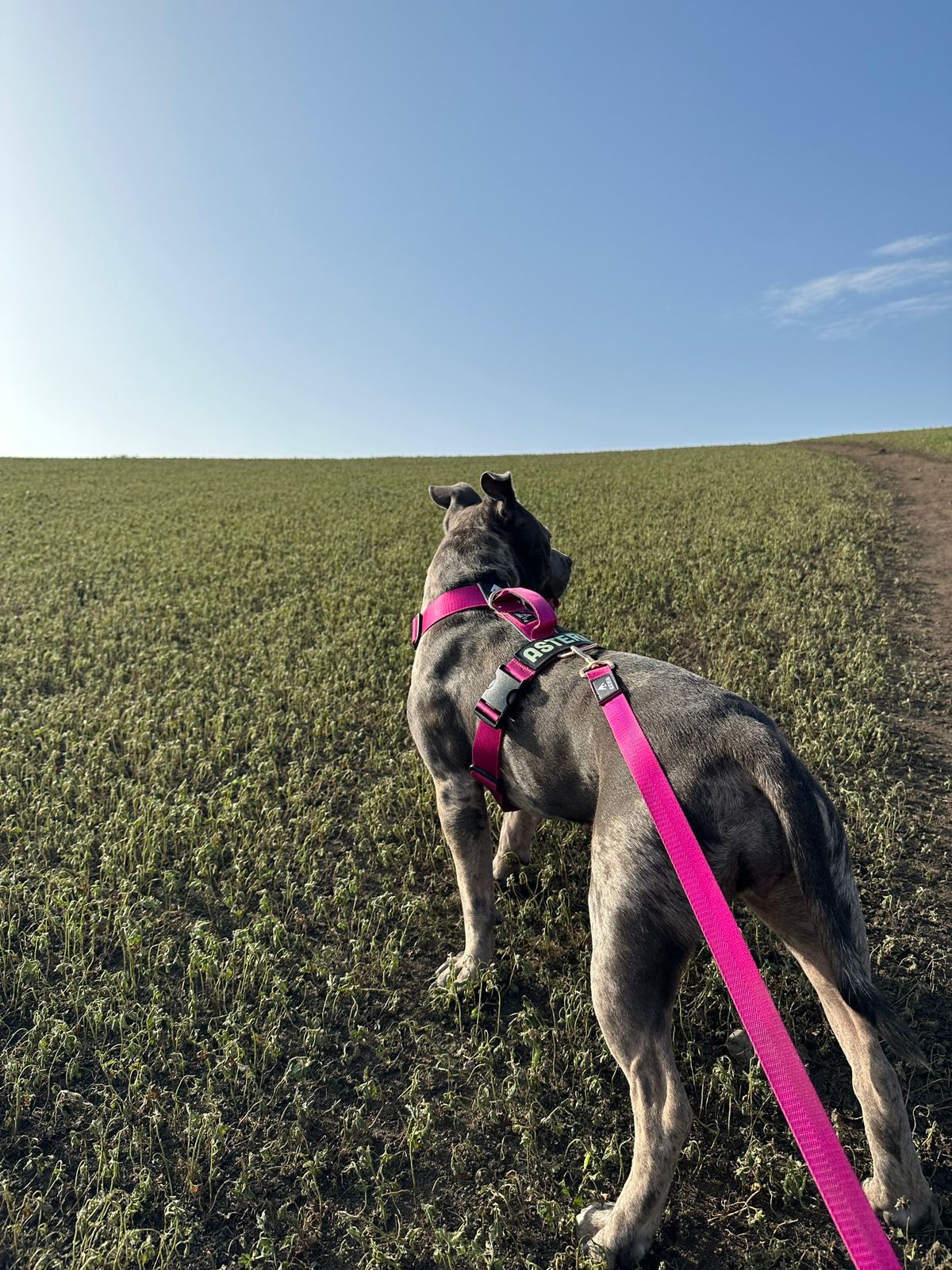 Correa clásica - Color Fucsia