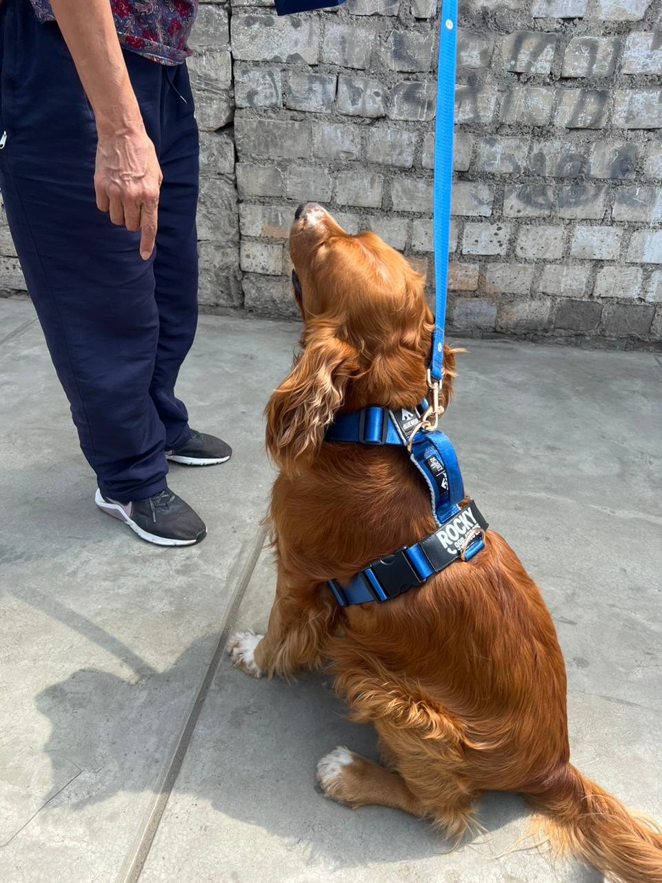 Correa clásica - Color Azul Acero