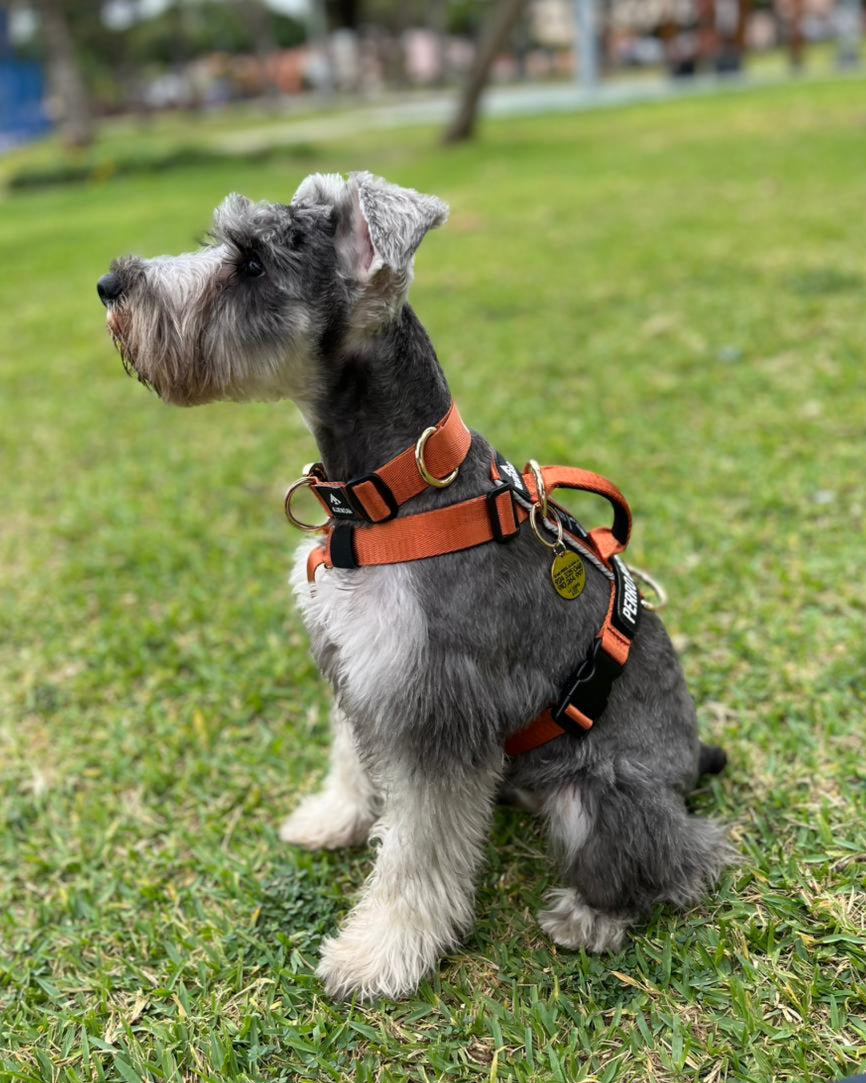 Arnés clásico - Ocre