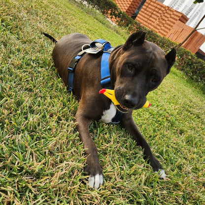 Arnés clásico - Azul acero