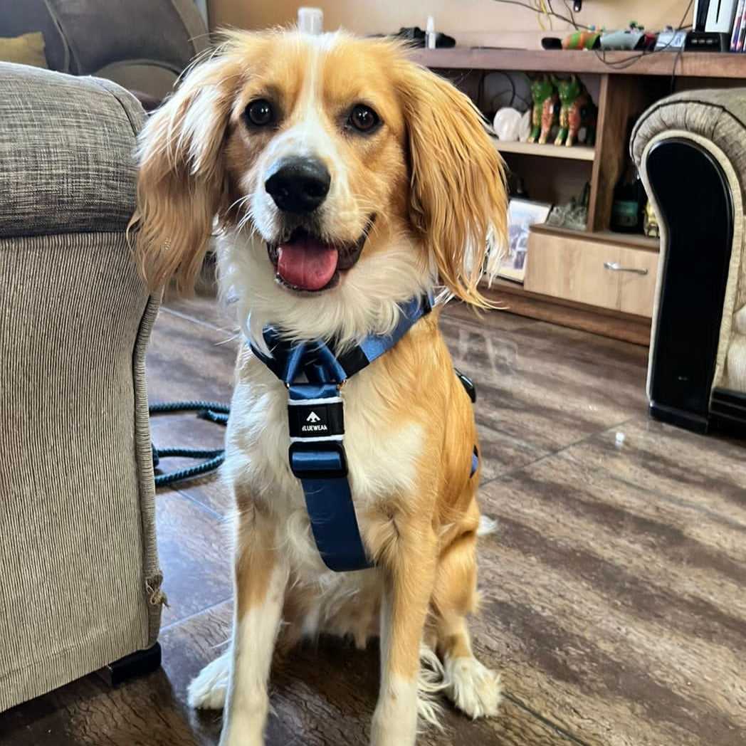 Arnés clásico - Azul acero