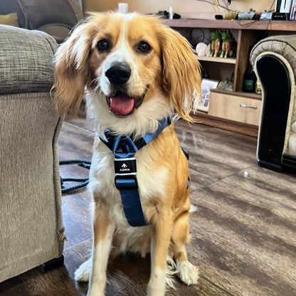 Arnés clásico - Azul acero