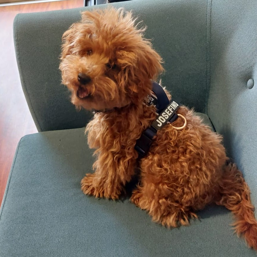 Arnés clásico - Azul Marino