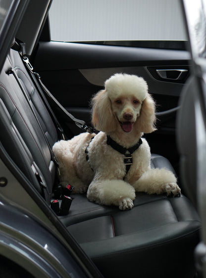 Cinturón de Seguridad para Perros 2 en 1 – Resistente y Ajustable