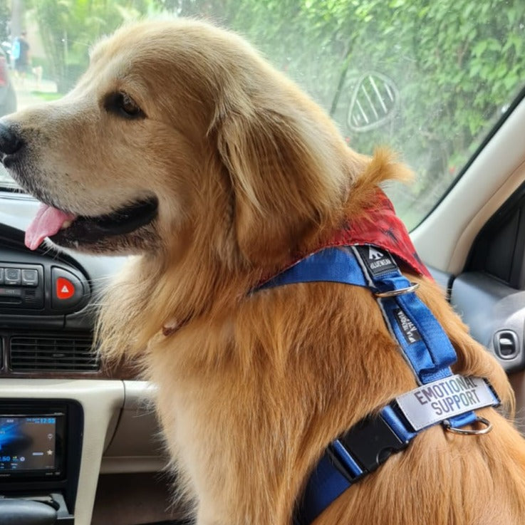 Arnés clásico - Azul acero