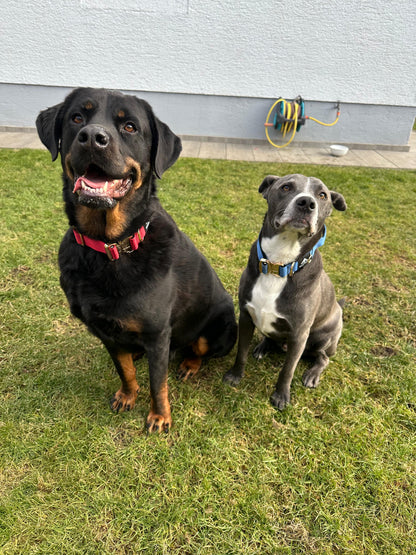Collar Deluxe ancho - Rojo Vino
