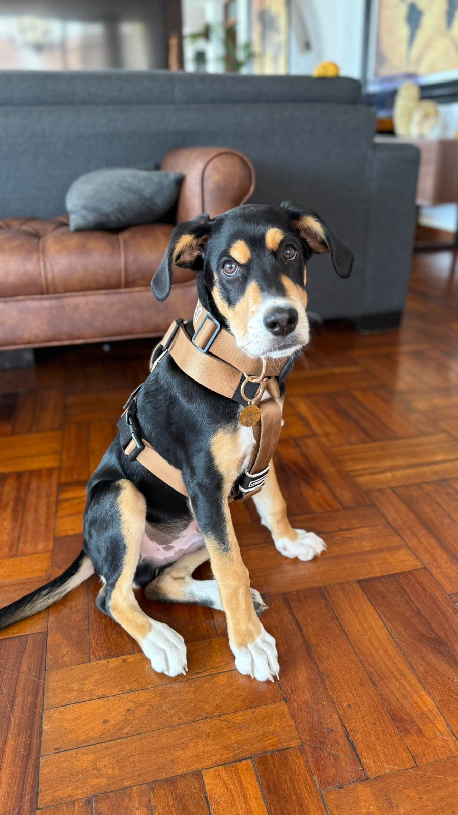 Arnés clásico - Marrón Metálico