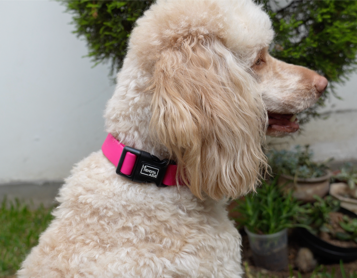 Collar impermeable personalizado - fucsia