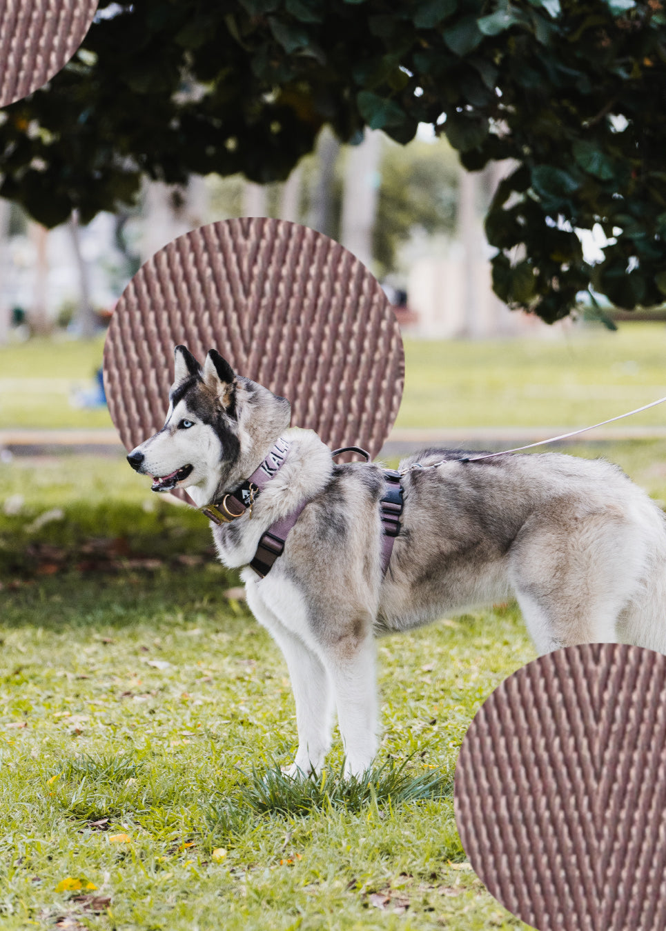 Arnés clásico - Lila