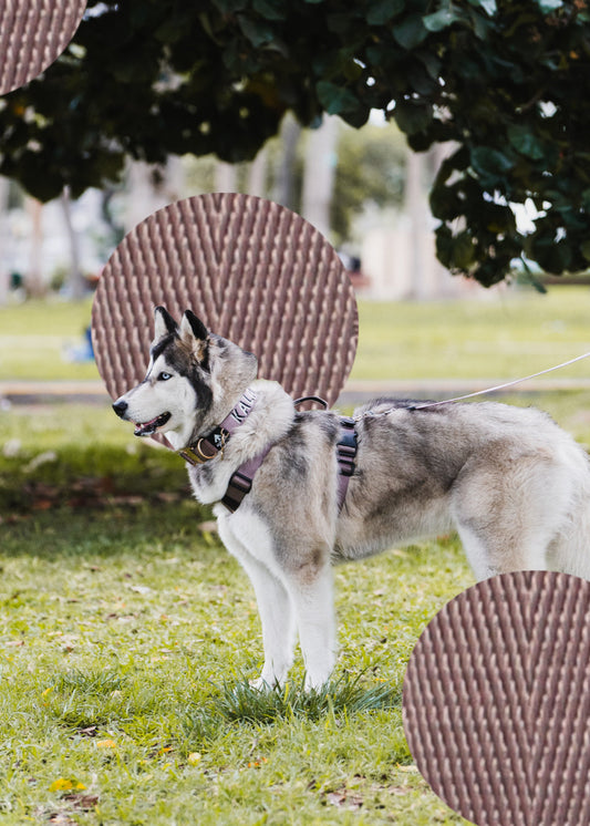 Arnés clásico - Lila