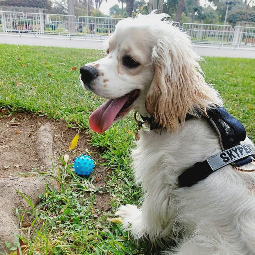 Arnés clásico - Azul Marino